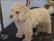 poodle002.jpg