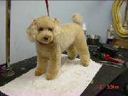 poodle008.jpg